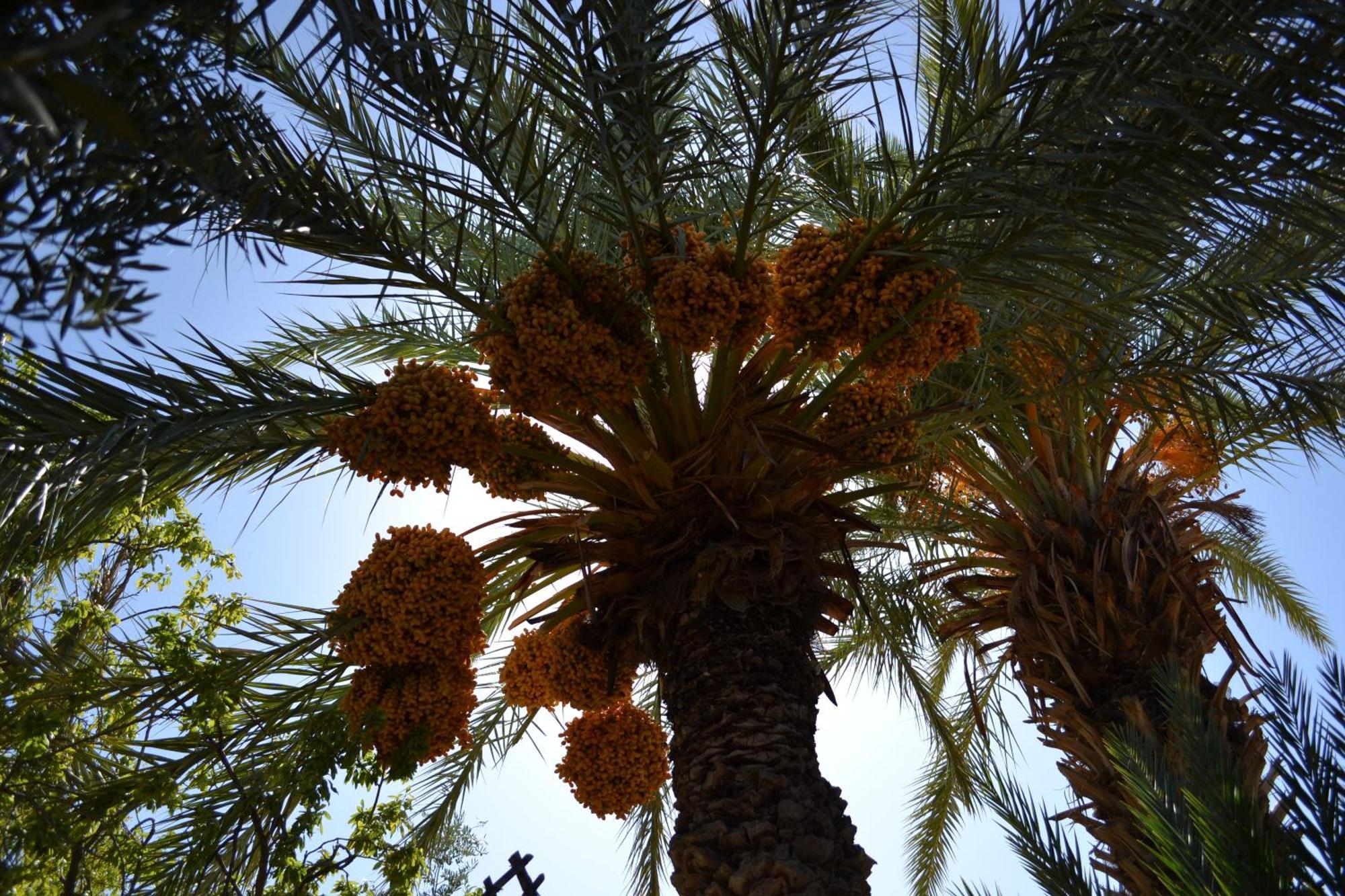 Dar Lorkam Bed & Breakfast Skoura Bagian luar foto